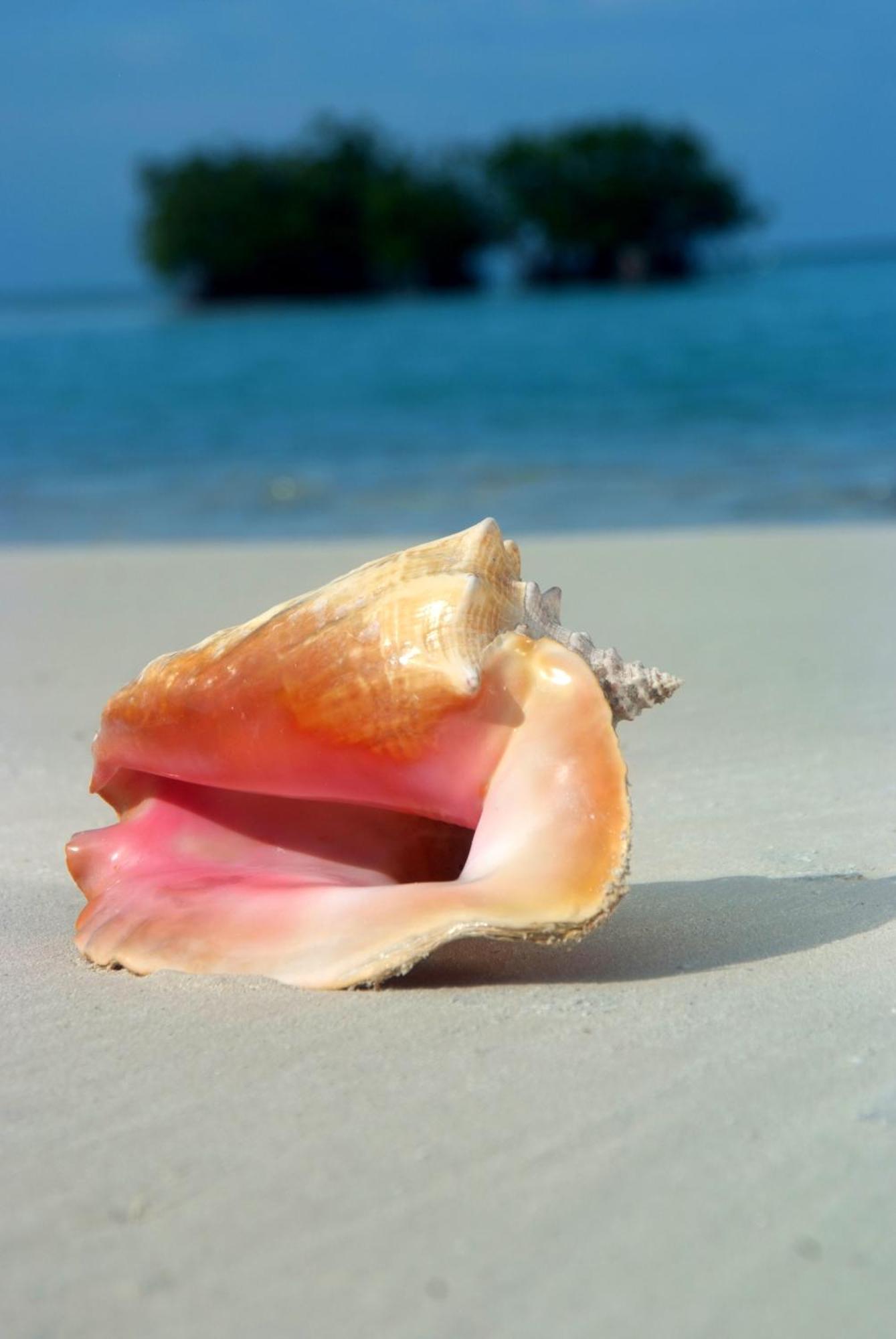 Shaka Caye All Inclusive Resort Kota Belize Bagian luar foto